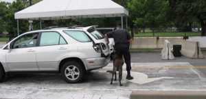 Drug Sniffing Dogs Accurate